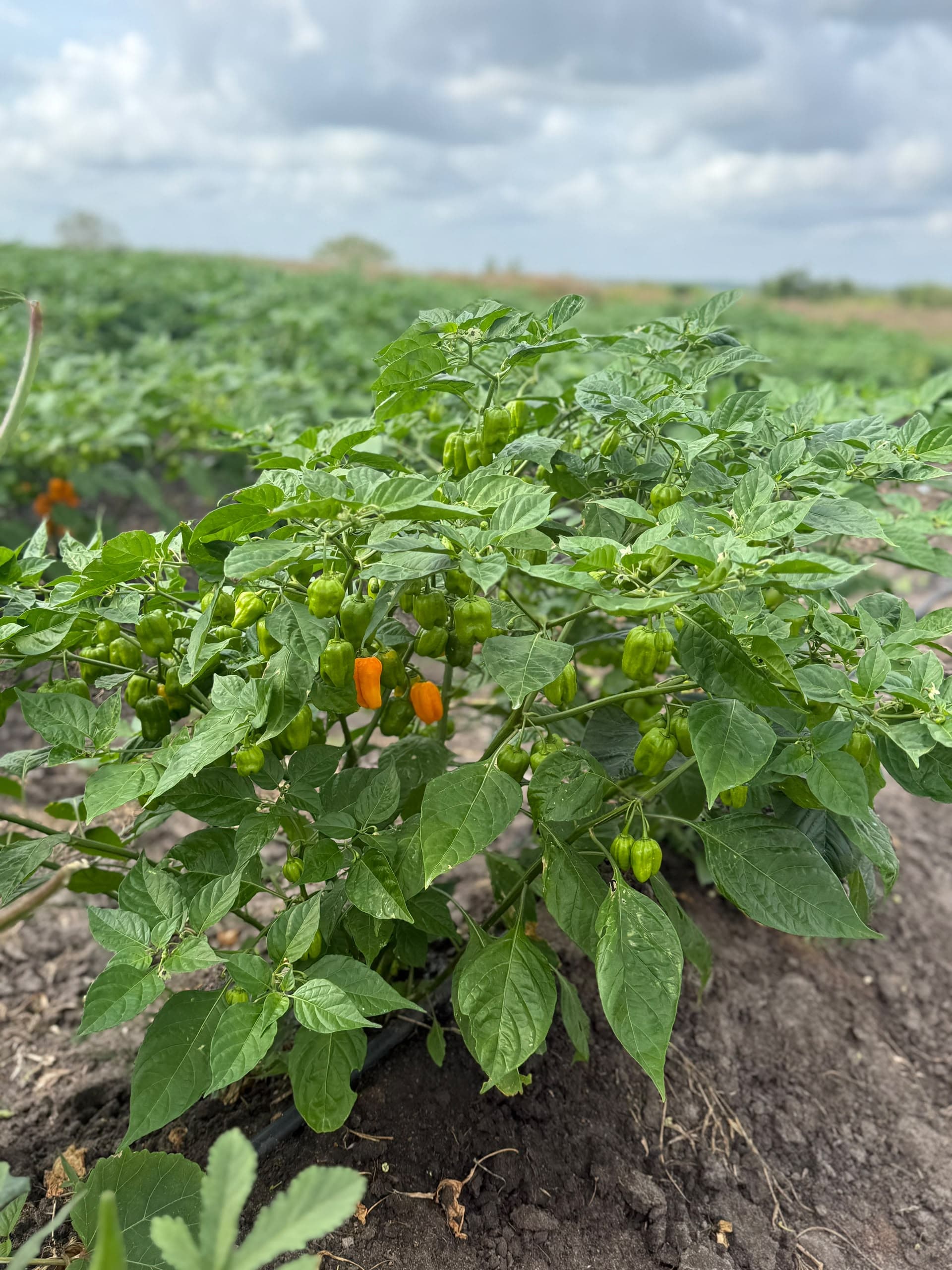 Habanero chili plants growing in the Leoleo fields