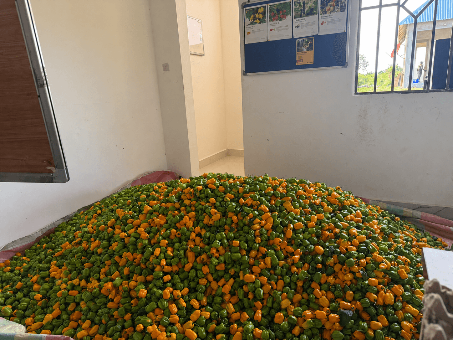 Green and orange chilies gathered after harvest