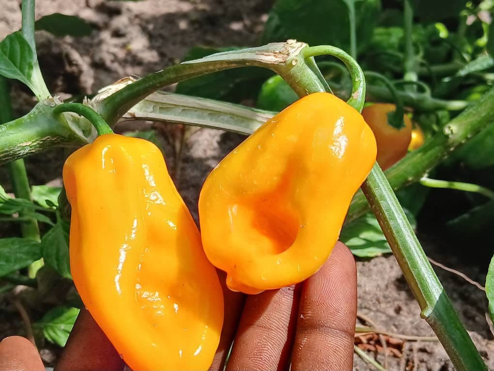 Yellow habanero peppers freshly picked at Leoleo