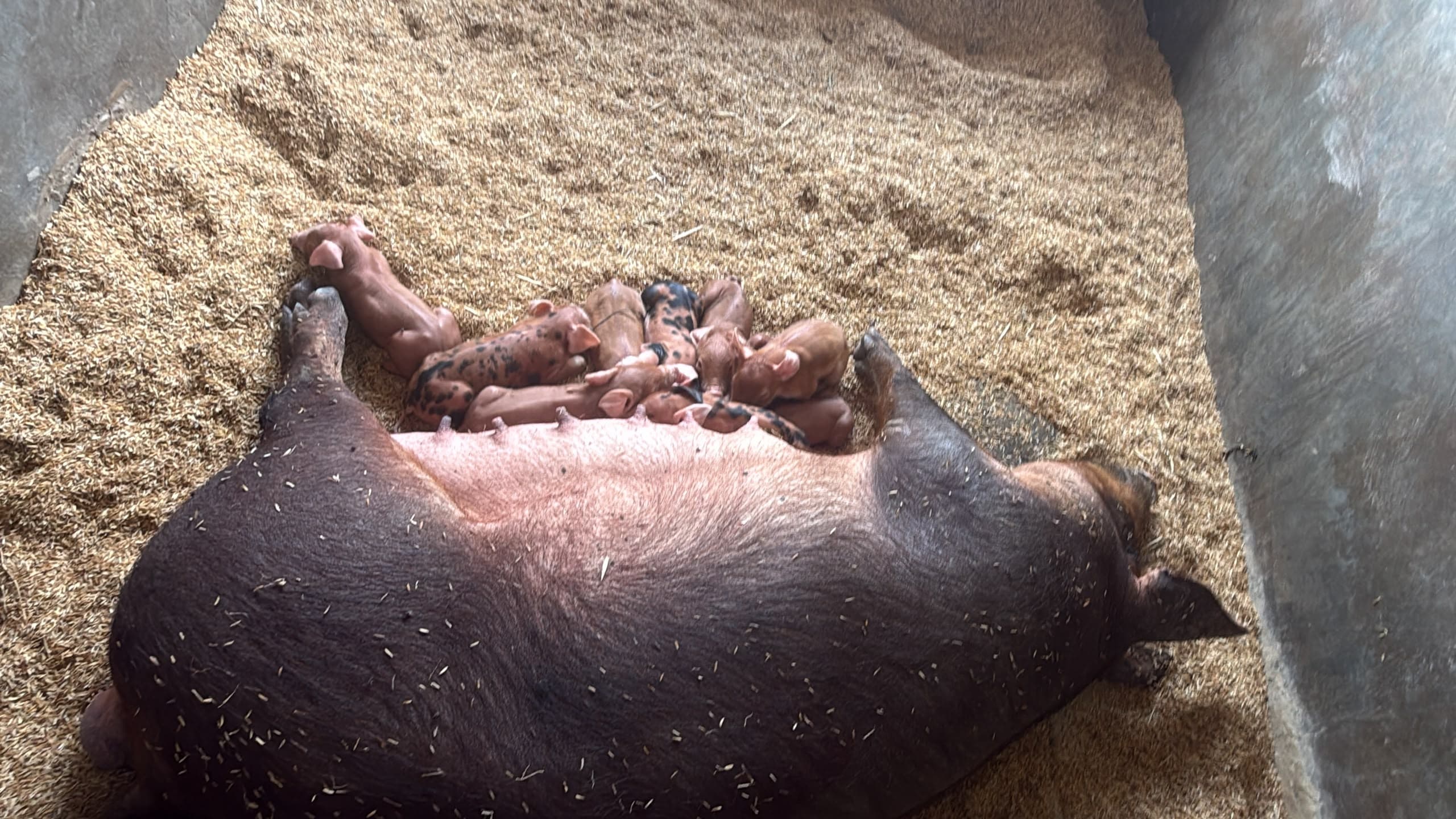 A sow with her piglets at Leoleo